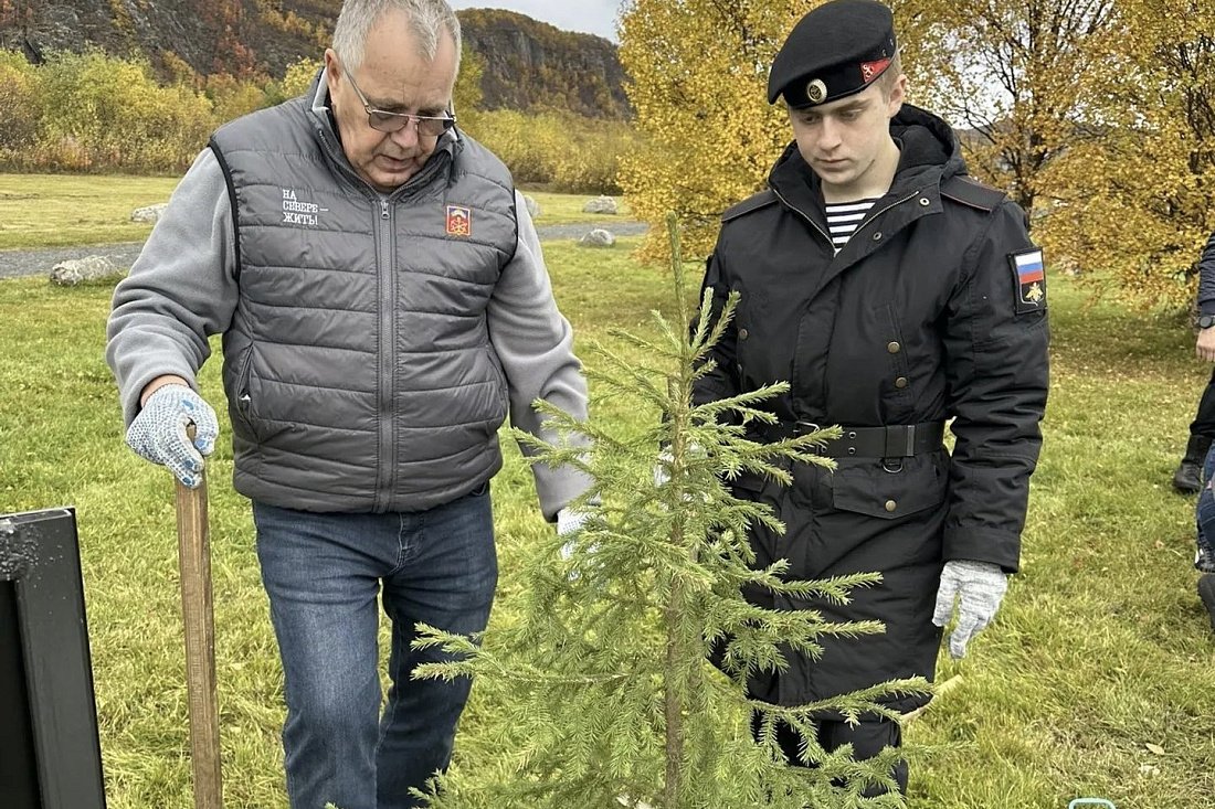 Возле мемориала "Земля единения" в поселке Печенга высадили ели