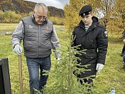 Возле мемориала "Земля единения" в поселке Печенга высадили ели