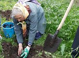 Уважаемые земляки! Мурманчане, особенно старшего поколения, бережно относятся к городским зеленым насаждениям. Во многих дворах высажены цветы, которые являются украшением нашего северного города