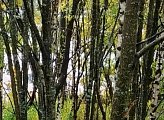 Санитарная вырубка в Ковдоре произведена
