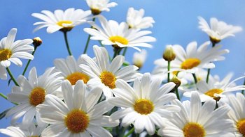 8 июля - День семьи, любви и верности