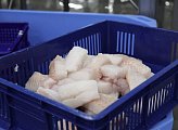 В Коле открыт новый завод по переработке рыбы