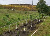 В Мурманске прошла акция «Зеленый рекорд»