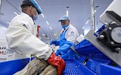 В Коле открыт новый завод по переработке рыбы