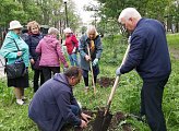 Уважаемые земляки! Мурманчане, особенно старшего поколения, бережно относятся к городским зеленым насаждениям. Во многих дворах высажены цветы, которые являются украшением нашего северного города