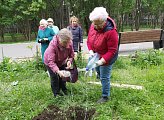 Уважаемые земляки! Мурманчане, особенно старшего поколения, бережно относятся к городским зеленым насаждениям. Во многих дворах высажены цветы, которые являются украшением нашего северного города