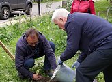 Уважаемые земляки! Мурманчане, особенно старшего поколения, бережно относятся к городским зеленым насаждениям. Во многих дворах высажены цветы, которые являются украшением нашего северного города